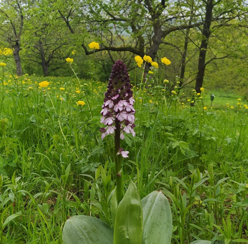 Das Bild zeigt ein Pupur-Knabenkraut auf einer Wiese.