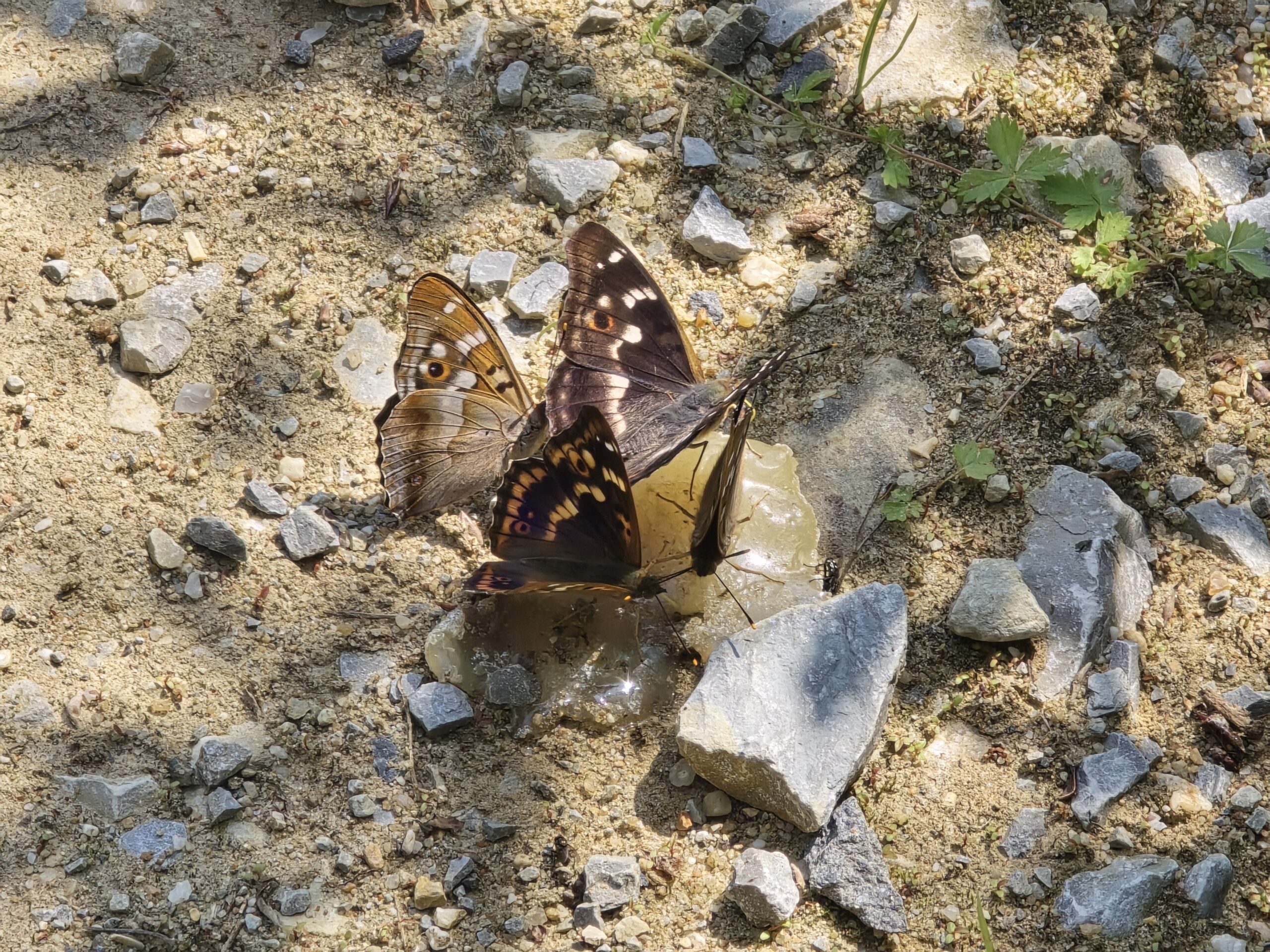 Mehrere mit Käse angelockte Schillerfalter