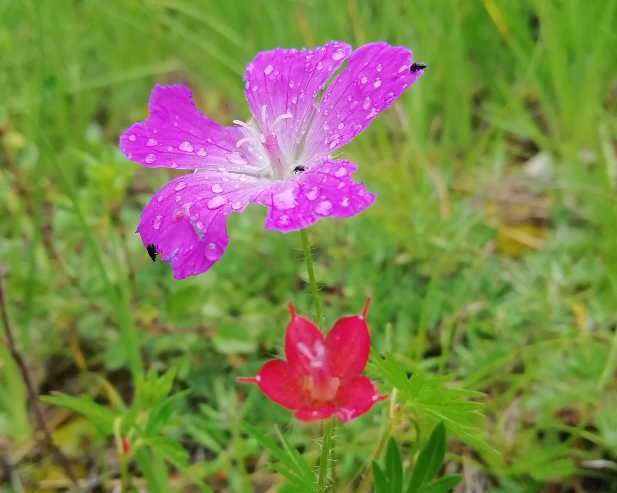 Das Foto zeigt einen Wiesen-Strochschnabel, eine heimische Pflanze mit fünf pinken Kornblättern.
