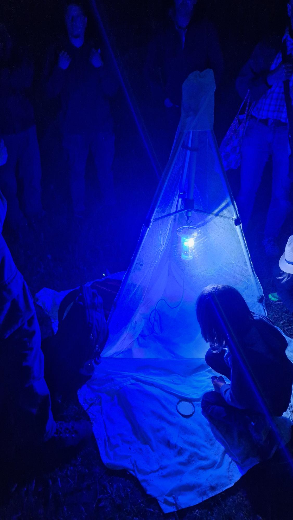 Das Foto zeigt Personen, die im Dunkel für den Lichtfang von Insekten um eine Lichtquelle stehen.