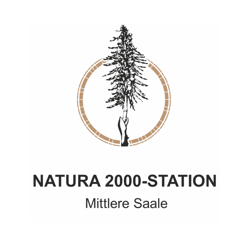 Das Bild zeigt das Logo der NATURA2000-Station "Mittlere Saale", die Wappenpflanze ist eine Bocksriemenzunge, eine Orchideenart.